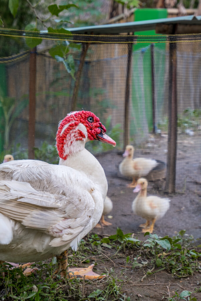 DSCF0488 Our Duck Family !
