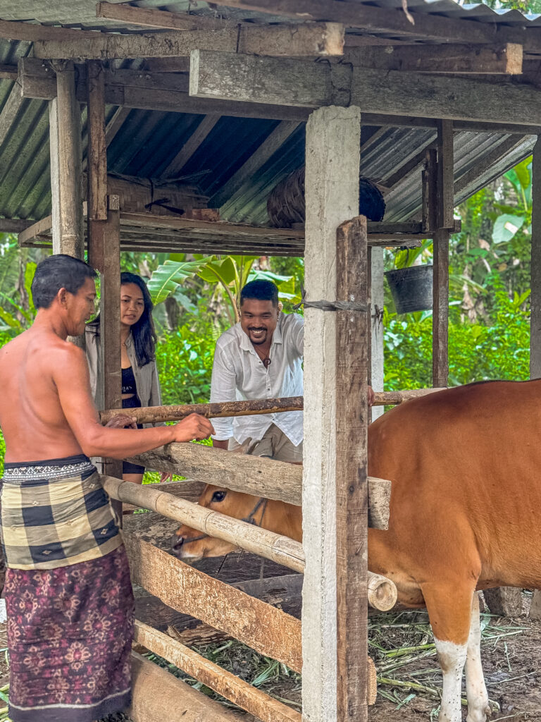 IMG_0170 3 Meet Susu the Farm Cow