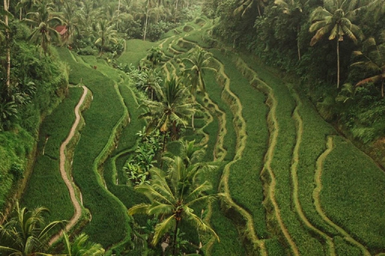 Tegallalang Rice Paddies