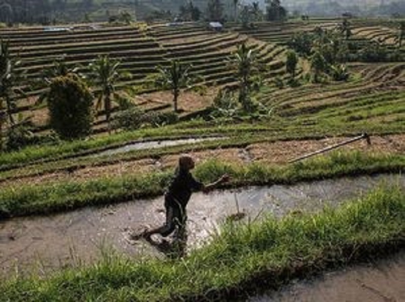 permaculture bali