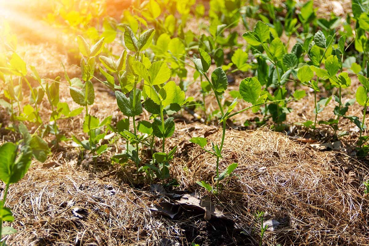 permaculture bali